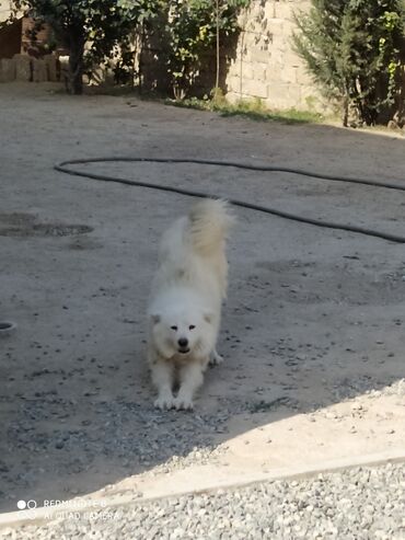 zinqirov iti: Samoyed, 1 il, Dişi, Cütləşmə üçün, Ünvandan götürmə, Pulsuz çatdırılma, Ödənişli çatdırılma