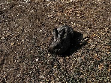 рыба для аквариума: Продаю | Крольчиха (самка), Кролик самец | Серый великан, Фландр, Калифорнийская — 4