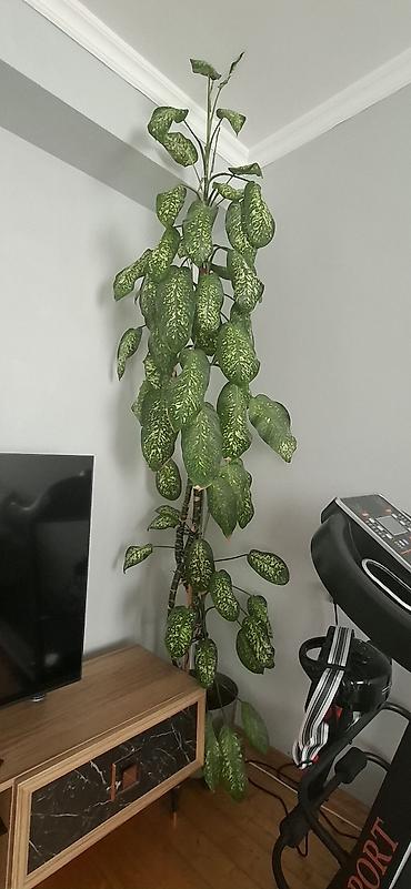 ev guleri: - Bitki: Dieffenbachia (Aglaonema tipli xallı yarpaqlı dekorativ ev — 1