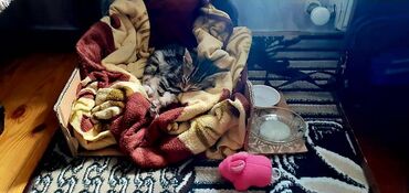 sahiblən: Dişi, Yaxşı əllərə, Ünvandan götürmə
