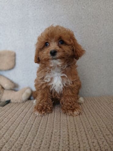 İtlər: Pudel, 2 ay — 5