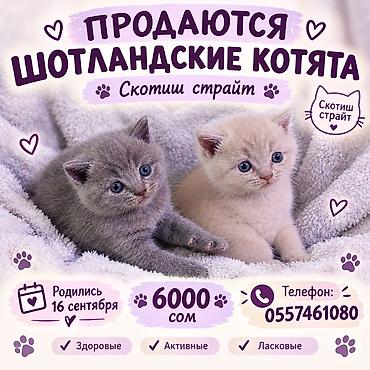 все для кошки: ГОТОВЯТЬСЯ К ПРОДАЖЕ! Шотландские котята (1 месяц) - Породы — 5