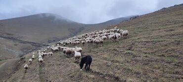 работа в кара балте няня: Çoban tələb olunur.
Şəmkir rayon.
tək və ya ailə.
şərait yaxşıdır