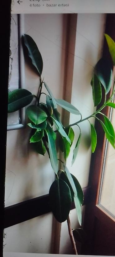bitki guli: Otaq bitkiləri kolleksiyası - Xlorofitum (spider plant) – asan — 6