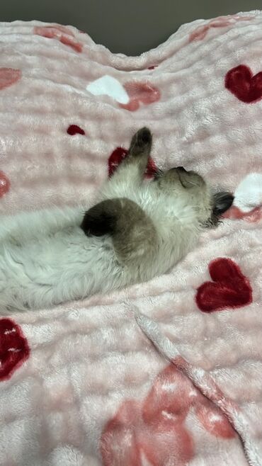 Pişiklər: Şotland uzun tüklü, Erkək, Yaxşı əllərə, Ünvandan götürmə — 3