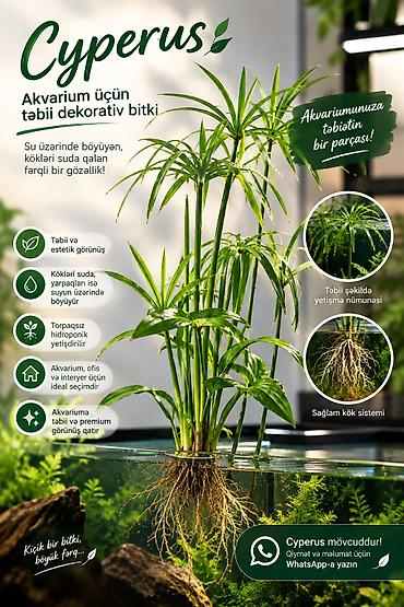 🌿 HİDROPONİK AKVARİUM BİTKİLƏRİ SATILIR — ÇOX MÜNASİB QİYMƏTƏ! 🌿