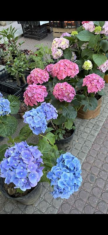 Digər bitkilər: Məhsul: Saksıda hortensiya (Hydrangea) - Rənglər: mavi, bənövşəyi — 13