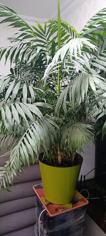 купить дерево лимона с плодами: Хамедорея - Пышная комнатная пальма с изящными перистыми листьями
