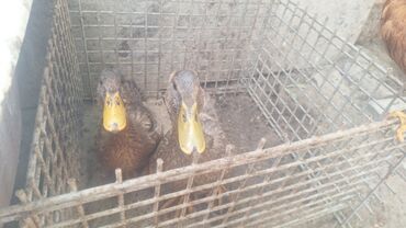 продаю гусь: Здравствуйте продаётся утки(породы незнаю) но оба красавчики. купили 3