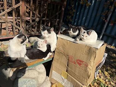 сколько стоит мейн кун: Скоро очень холодно, семья из 6 кошечек ищет хозяина, уличная кошка — 1