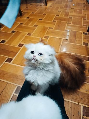 Pişiklər: Şotland yastı qulaq, Erkək, Dişi, Yaxşı əllərə, Ünvandan götürmə, Pulsuz çatdırılma, Ödənişli çatdırılma — 11