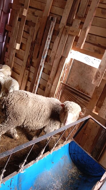 Бараны, овцы: Продаю | Овца (самка) | Меринос | На забой, Для разведения, Для шерсти