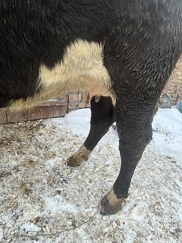 Коровы, быки: Продаю | Корова (самка) | Для молока | Привязанные — 4