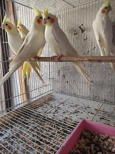 Tutuquşları: Ayaqlari üzüklü Əl quşlari ağlar45-50 Azn Bozlar 35 Azn vitaminli — 5