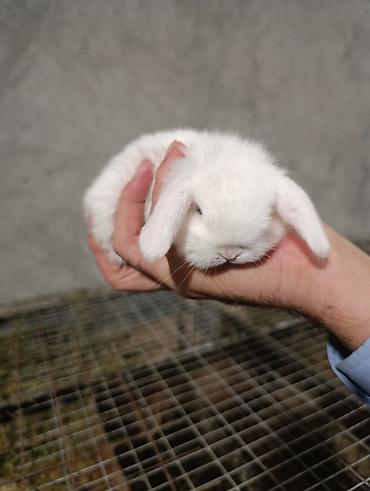 bala afçarka: Satılır: dekorativ quzuqulağı (lop-eared) miniatür dovşan balaları - — 6