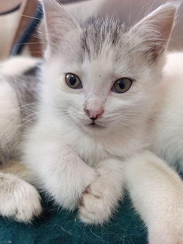 Отдам даром кошку: Отдам в добрые руки милых и ласковых котят!!! Котята, окрас — 3
