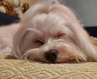 Psi: Na prodaju stenci maltezera,snezno bele boje,stari dva — 10