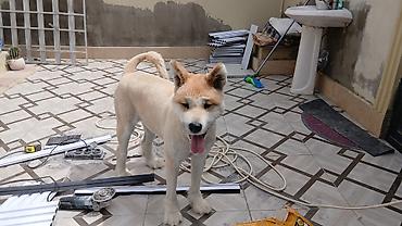 qurd basar iti: Akita-inu, 2 il, Dişi, Peyvəndli, Ünvandan götürmə — 2
