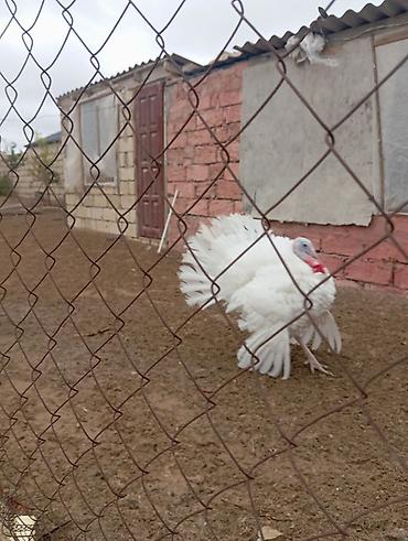 Yumurta: Məhsul: Hind quşu yumurtası mayali — 9