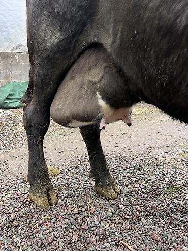 Коровы, быки: Продаю | Корова (самка) | Алатауская | Для молока — 5