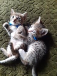 Pişiklər: Erkək, Dişi, Yaxşı əllərə — 2