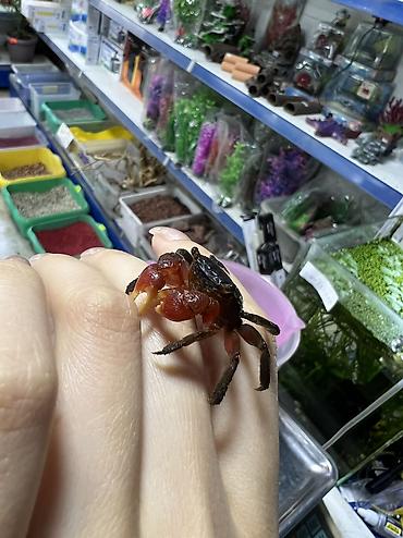 Аквариумы: Рыбки | Аквариумы | Оборудование | Аксессуары | Растения Богатый опыт — 29