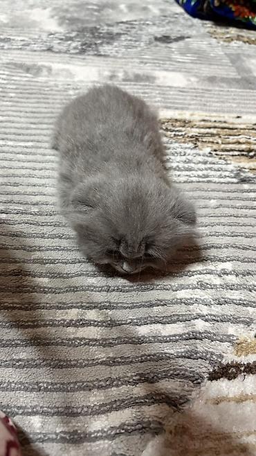 Скотиш Фолд (Шотландская вислоухая), 3 месяца, Мальчик, Голубой, Приучена к лотку at lalafo.kg Скотиш Фолд (Шотландская вислоухая), 3 месяца, Мальчик, Голубой, Приучена к лотку