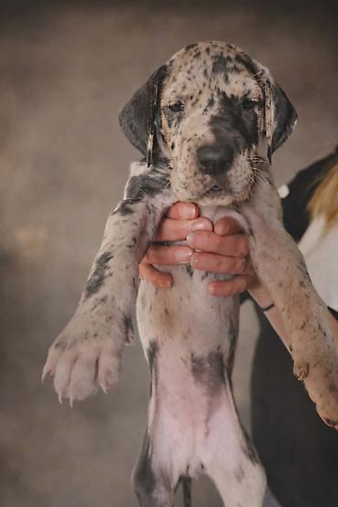 Psi: Dostupni stenci nemacke doge, rodjeni 09.03.2026. FCI registrovani — 13