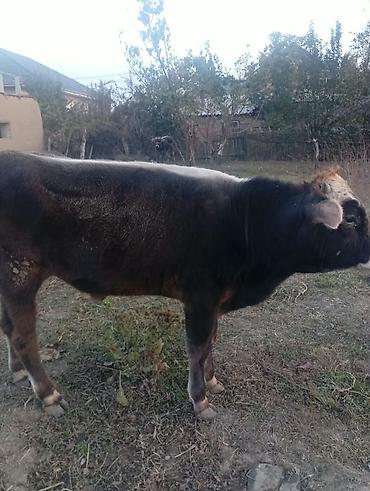 я ищу корову: Продаю | Бык (самец) | Полукровка | На откорм | Привязанные — 3