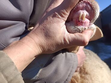 Бараны, овцы: Продаю | Овца (самка) | Арашан — 8