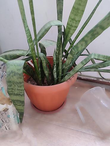 сансевьерия: Сансевиерия (сансевьера, «тещин язык») в горшке. - Вид: Sansevieria — 1