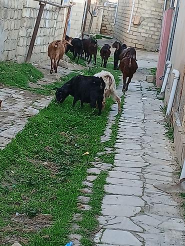 Keçilər, çəpişlər: Qoyun-keçi sürüsü satılır - Təsvir: Açıq otlaqda saxlanılan qarışıq — 9