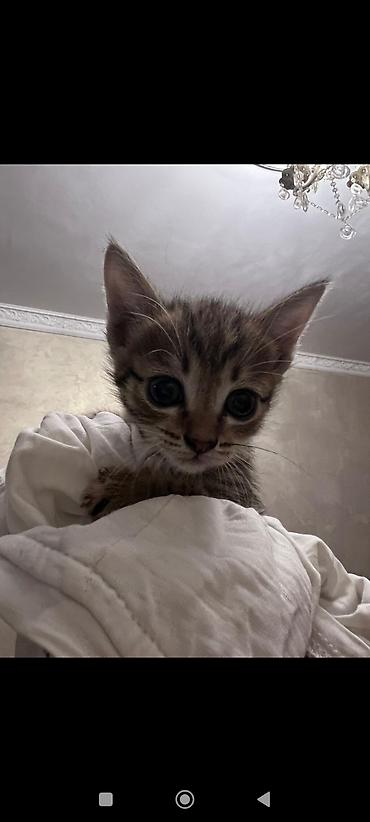 Котята-шотландцы (скоттиш-фолд/страйт), помёт из нескольких малышей
