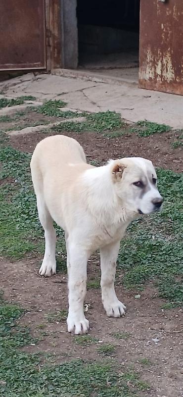 İtlər: Qurdbasar, 4 ay, Dişi — 6