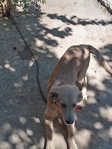 golden it qiymeti: Retriever — 3