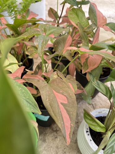 Другие услуги: Продаю цветы😍 Очень много разных 🪴🎋🍃🌱 Антуриумы Спатифиллум Алоказия — 16