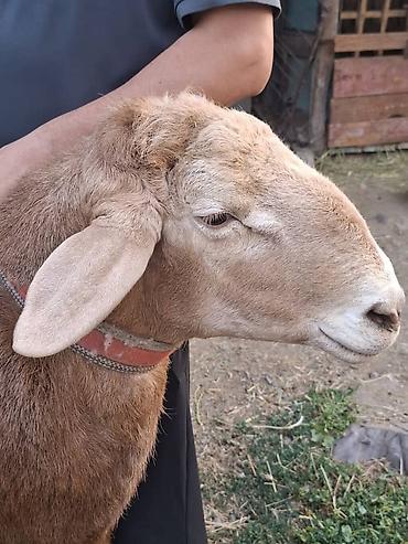 Баран, овца: Продаю | Баран (самец) | Для разведения — 4