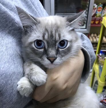 домик для кота: 7 месяцев, Мальчик