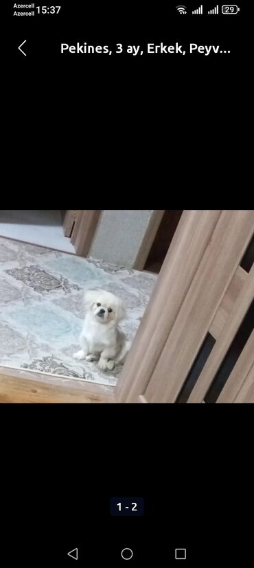 pudel itlerin satisi: Pekines, 3 ay, Erkek, Peyvəndli, Ünvandan götürmə
