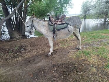 животные птицы: Чоон ешкалар сатылат жакшы чуркайт