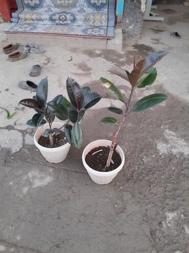 газ баллон бишкек доставка: Комнатные растения — фикус эластика (каучуконосный), в горшках - В
