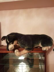 Oyuncaqlar: Oyuncaq İt. Çin istehsalı. Uzunluğu 75 sm. Qiyməti - 50 azn -da lalafo.az — 3 Oyuncaqlar: Oyuncaq İt. Çin istehsalı. Uzunluğu 75 sm. Qiyməti - 50 azn — 3