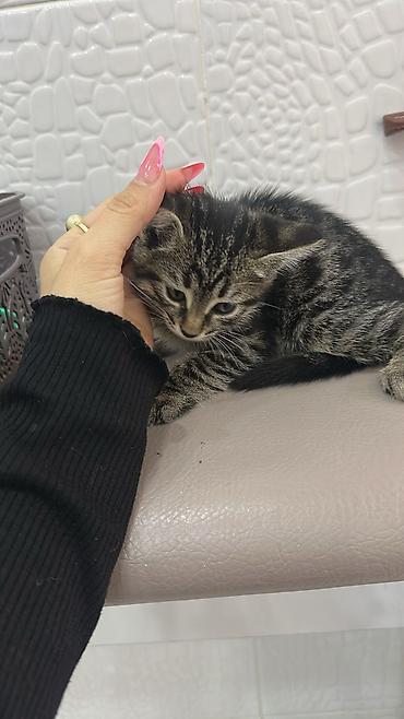 Pişiklər: Tabbi, Erkək — 1