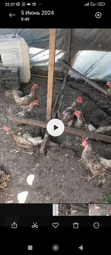 бойцовая птица: Куры не сушки 12 или 13 шт находится в московской районе село садовое