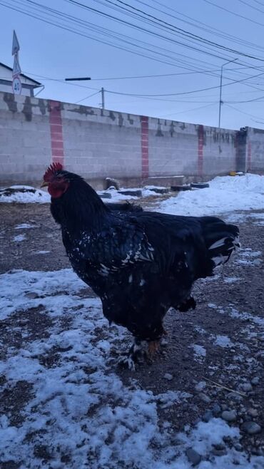 Птицы: Мраморный Кохин — 9