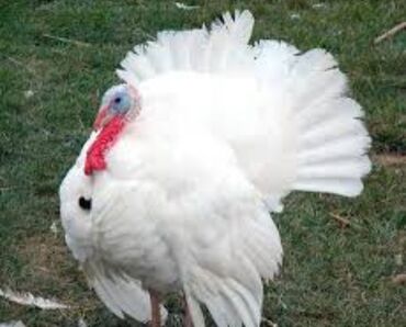 сколько стоит 1 кг домашних пельменей: Продаю тушки индейки за кг 600 сом жырные индук сатылат туша кг 600