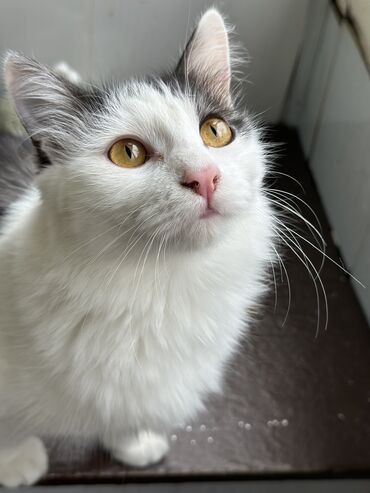 американская кошка маргай: Наши два кота и две кошки ищут новый дом в связи с нашим переездом
