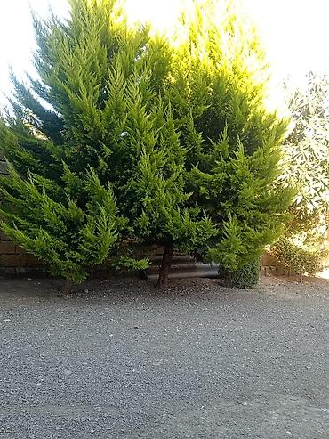 paulownia agaci: Thuja (evergreen dekorativ ağac) - Növ: Thuja/ardıc tipli həmişəyaşıl — 7