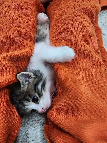 кошки коты котята: Котята, домашние. Пушистые малыши с мягкой шерстью: один тёмный — 2