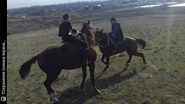 дорпер овцы: Продаю | Жеребенок | Полукровка, Першерон, Дончак | На забой, Для разведения, Рабочий | Племенные — 8